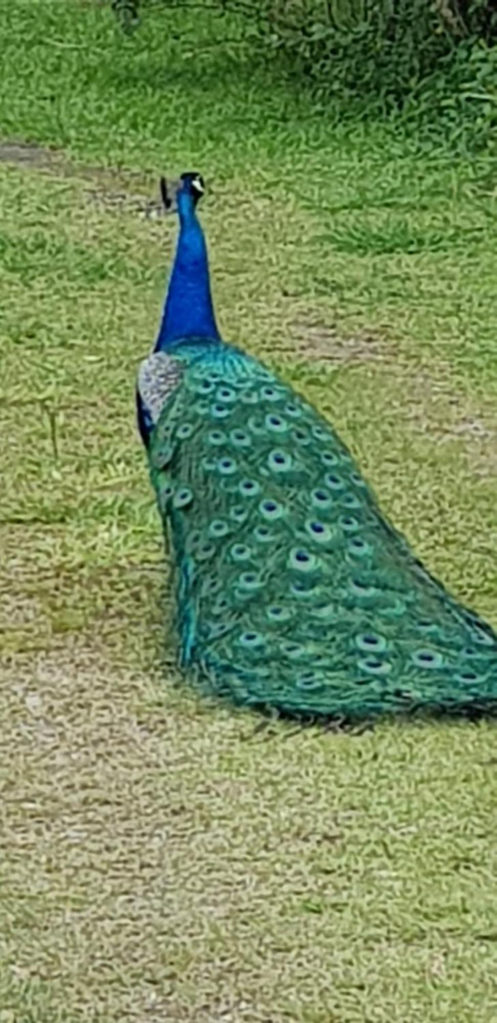 Bela Chacara Villa ซูซาโน ห้อง รูปภาพ